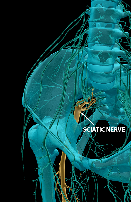 spinal-nerves-sacral-plexus-sciatic-nerve-2